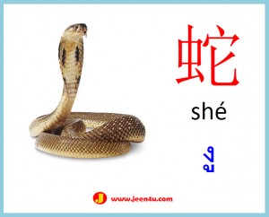 11ศัพท์จีนสัตว์ งู