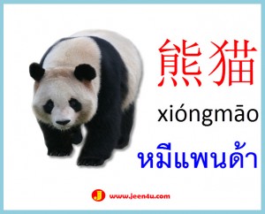 14ศัพท์จีนสัตว์ หมีแพนด้า