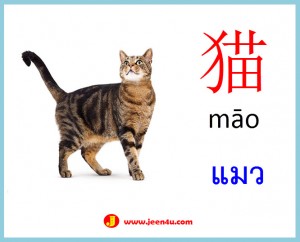 4ศัพท์จีนสัตว์ แมว