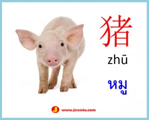 5ศัพท์จีนสัตว์ หมู