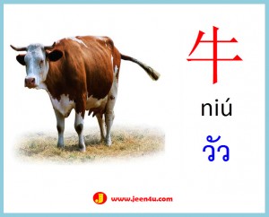 6ศัพท์จีนสัตว์ วัว