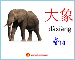 8ศัพท์จีนสัตว์ ช้าง