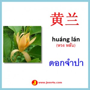 10ดอกจำปา ภาษาจีน