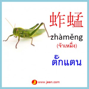 11คำศัพท์ภาษาจีน ตั๊กแตน