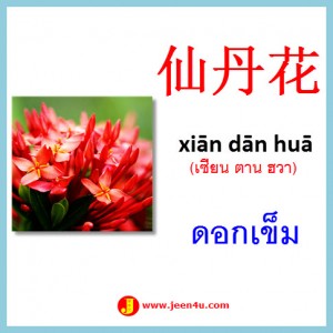 11ดอกเข็ม ภาษาจีน