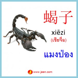 12คำศัพท์ภาษาจีน แมงป่อง