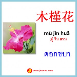 12ดอกชบา ภาษาจีน