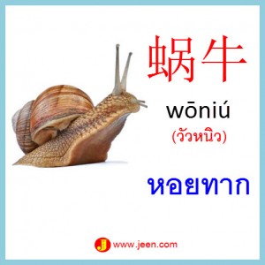 13คำศัพท์ภาษาจีน หอยทาก