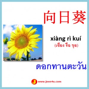 14ดอกทานตะวัน ภาษาจีน