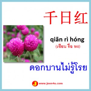 15ดอกบานไม่รู้โรย ภาษาจีน