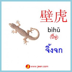 16คำศัพท์ภาษาจีน จิ้งจก