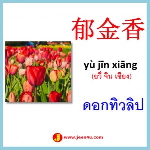 16ดอกทีวลิป ภาษาจีน
