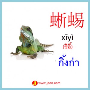 17คำศัพท์ภาษาจีน กิ้งก่า