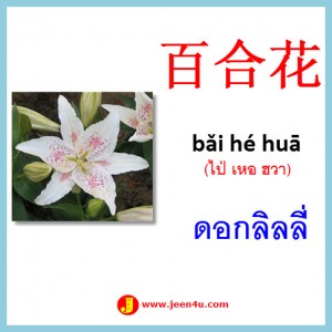 20ดอกลิลลี่ ภาษาจีน