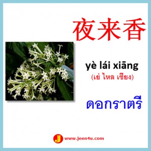 21ดอกราตรี ภาษาจีน