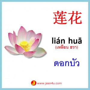 3ดอกบัว ภาษาจีน