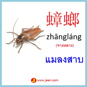 4คำศัพท์ภาษาจีน แมลงสาบ