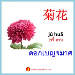 5ดอกเบญจมาศ ภาษาจีน