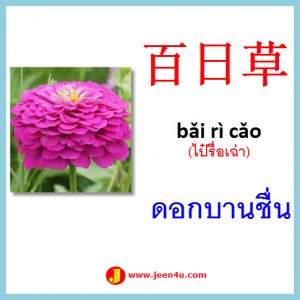 6ดอกบานชื่น ภาษาจีน