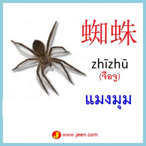 7คำศัพท์ภาษาจีน แมงมุม