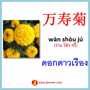 7ดอกดาวเรือง ภาษาจีน