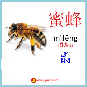 8คำศัพท์ภาษาจีน ผึ้ง