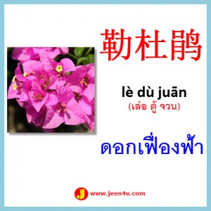 8ดอกเฟื่องฟ้า ภาษาจีน