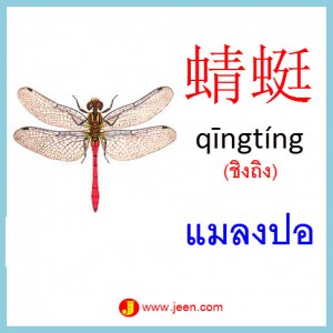 9คำศัพท์ภาษาจีน แมลงปอ