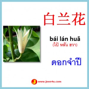 9ดอกจำปี ภาษาจีน