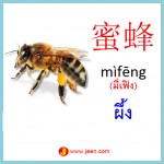 ศัพท์จีนรูปภาพ แมลงและสัตว์เล็ก